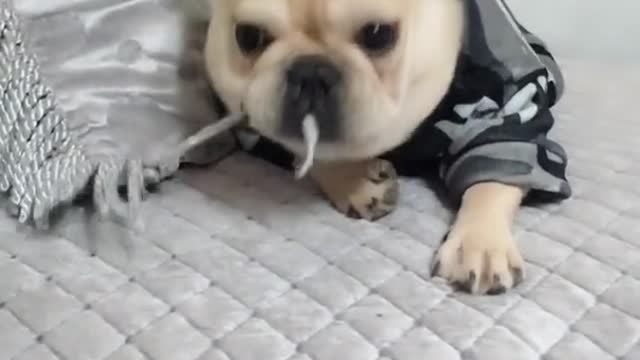 Baby Dogs Cute and Funny video