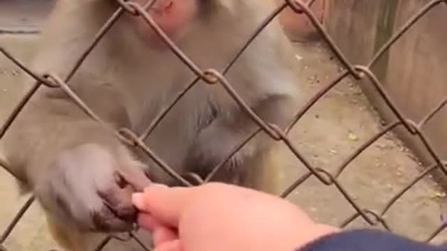 Best funny video of monkey 🐒