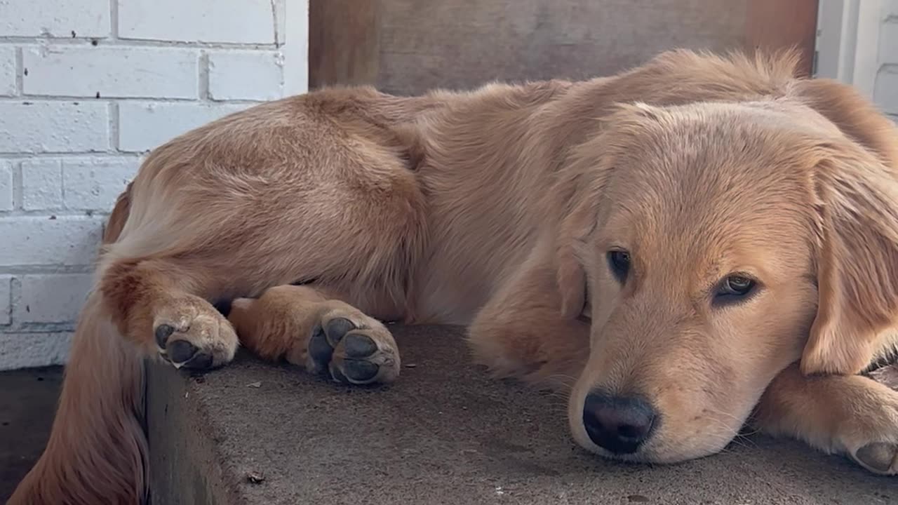 Puppy struggles with stair…