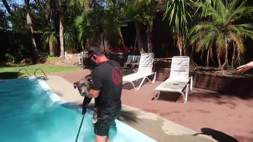 Teaching our PUPPY How to SWIM