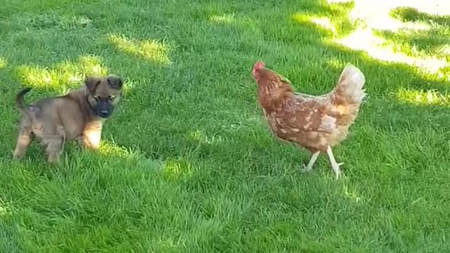 Coq 🐓 vs dog