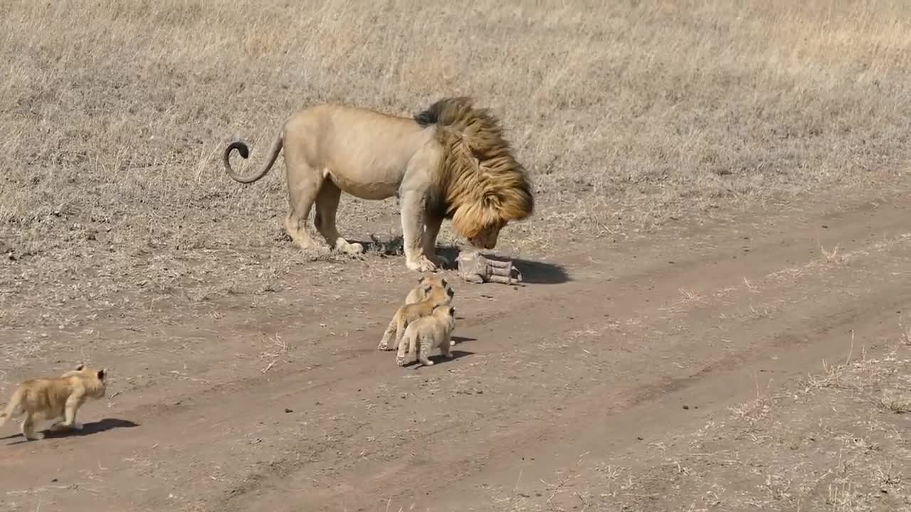 Lion dad tries to ditch his kids