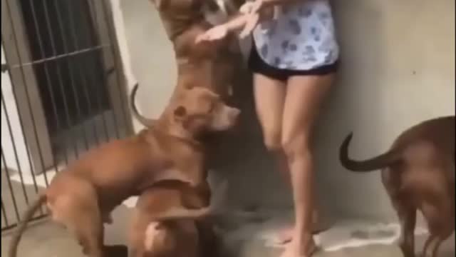 Bulldog & girl Amazing moments