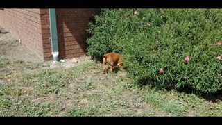 The Aussie Ridgie Rawhide Saga