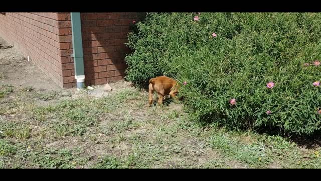 The Aussie Ridgie Rawhide Saga