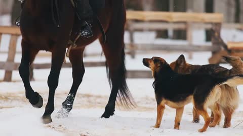A horse walking on a snowy ground. Dogs running near it