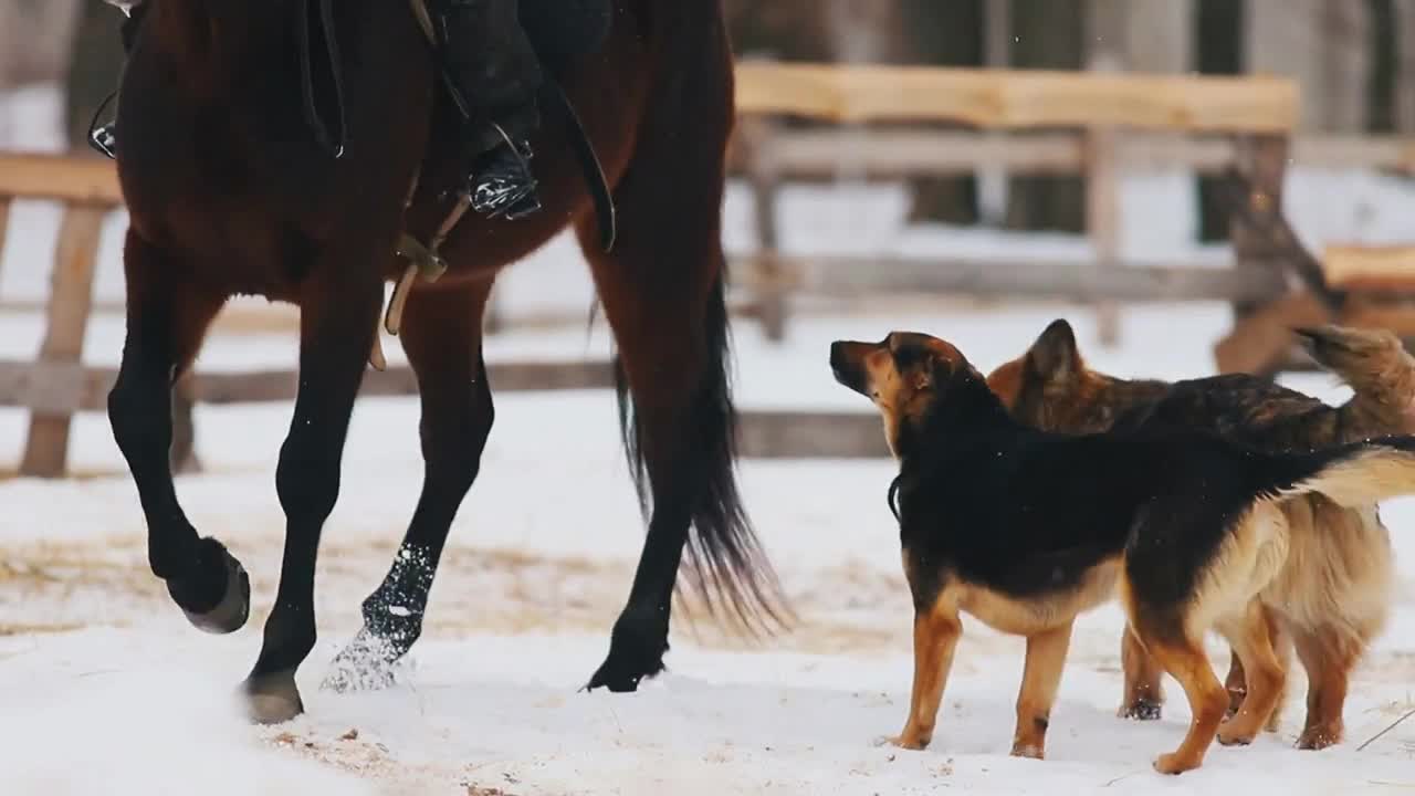 A horse walking on a snowy ground. Dogs running near it