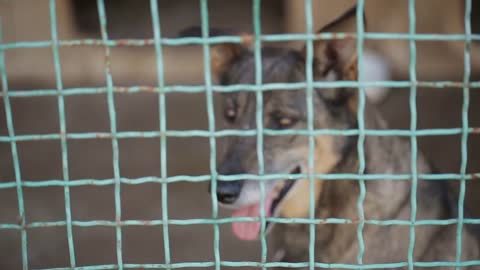 Stray dogs in the shelter
