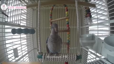 funny Parrots