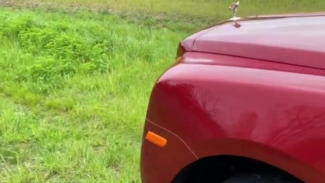 cars#dogs