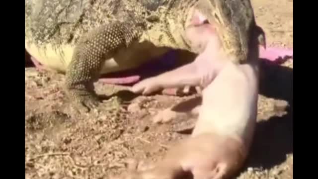 Short video ll animal video