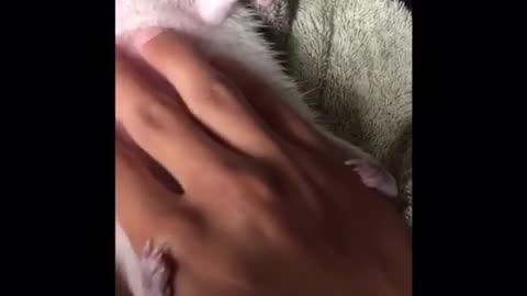 Music hedgehog getting belly rubbed slowly