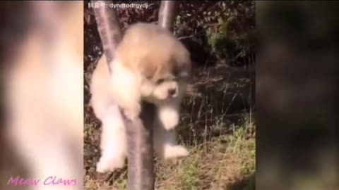 Baby Alaskan Malamute cutest and moment#2