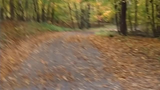 The beauty of fall