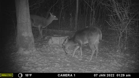 Couple of does in the snow