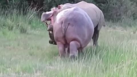 Power of Crazy Hippo - wide mouth Hippo bites everything it sees-8