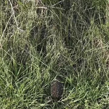 We found him on the street 🥹 🦔