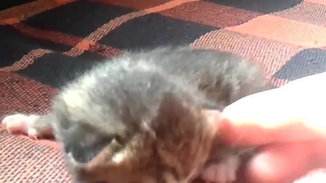 My kitten