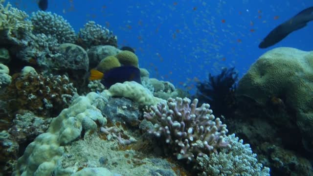 My First Time Diving in Israel Sea !