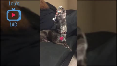 You must watch || funny video😅😅