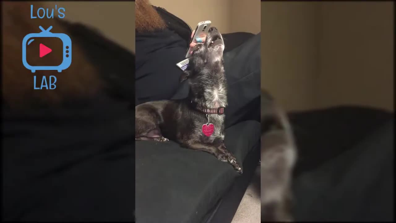 You must watch || funny video😅😅