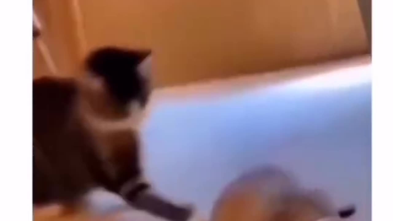 Funny cat 🤣🤣🤣🤣🤣🤣😂😂😂🔥🔥