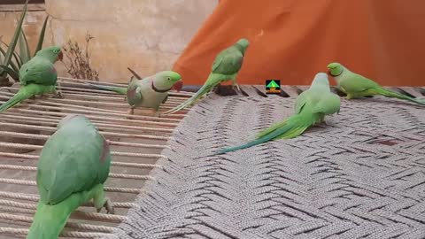 So Amazing Video Of Talking Parrots On Charpai