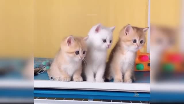 Baby cat Cute funny cat video