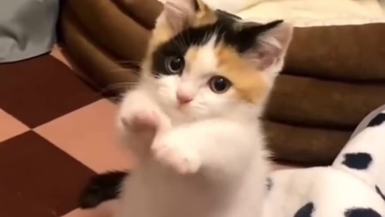 Baby cat yo yo Dancing😻