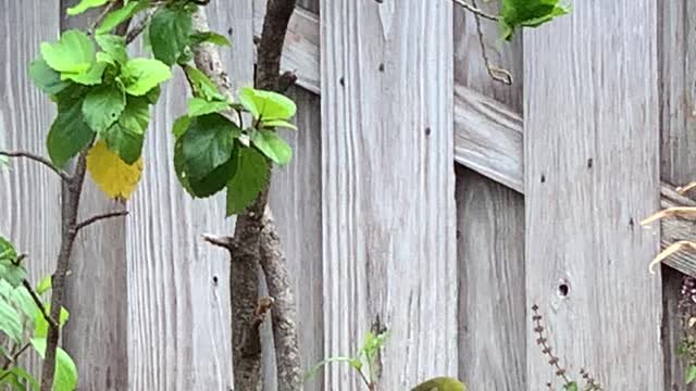 #Back Yard Birds Hawai’i Mejiro and Red Whiskered Bulbuls