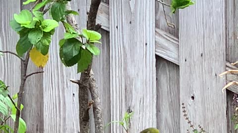 #Back Yard Birds Hawai’i Mejiro and Red Whiskered Bulbuls