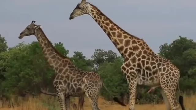 Video of male giraffe and female giraffe mating.