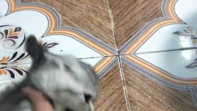 I have a cat that loves bite