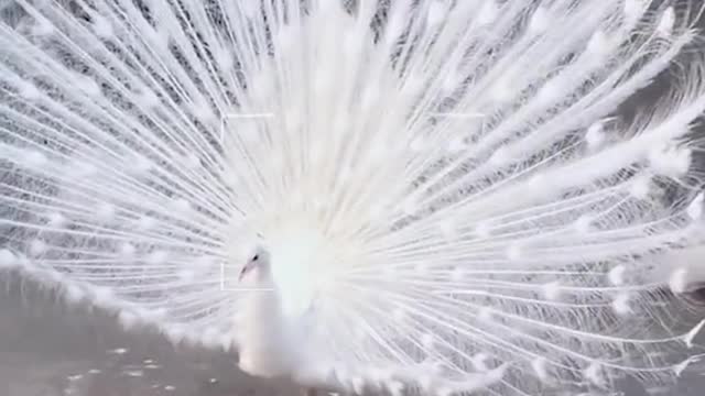 Have you ever seen white peacock?