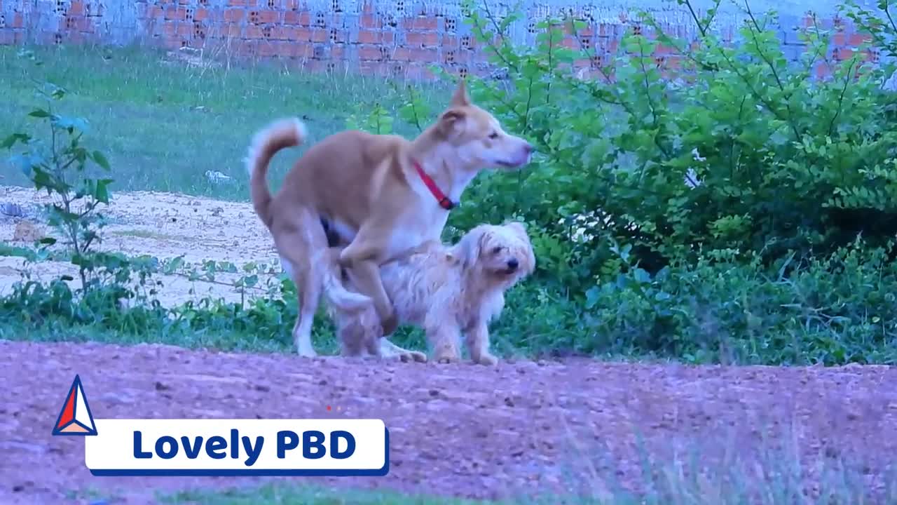 Sreetdog German shepherd meeting with small female dog at village so satisfied