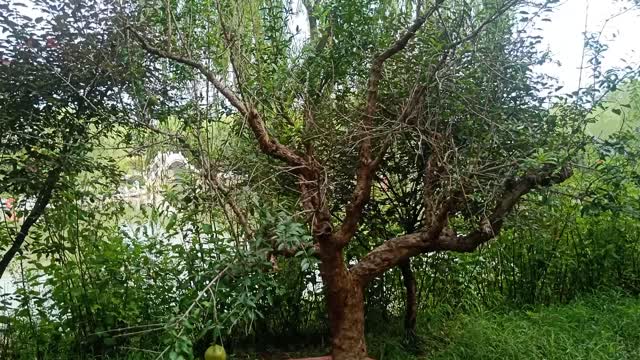 This pomegranate tree grows in a pot