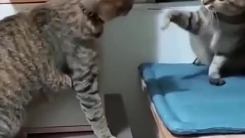 # Happy Friday # Cats and Dogs get along # the fir Cat's vlog