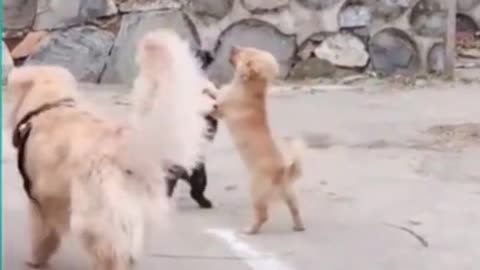 Funny videos dogs