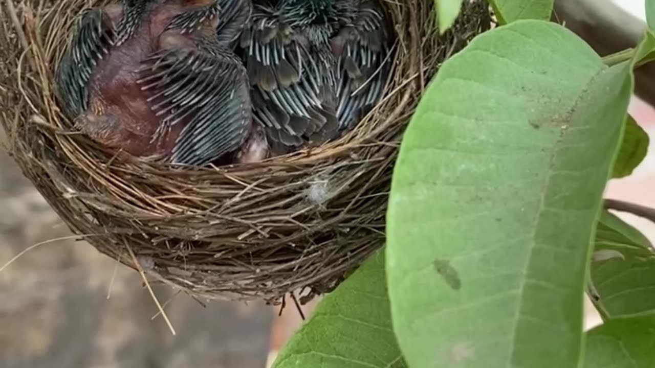 Beautiful baby of sparrow... Enjoying the nature #nature