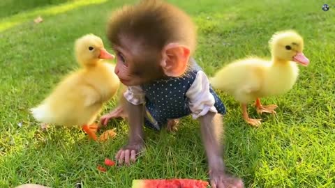 Baby monkey Bon Bon has fun playing with So cute ducklings in the garden and eats watermelon