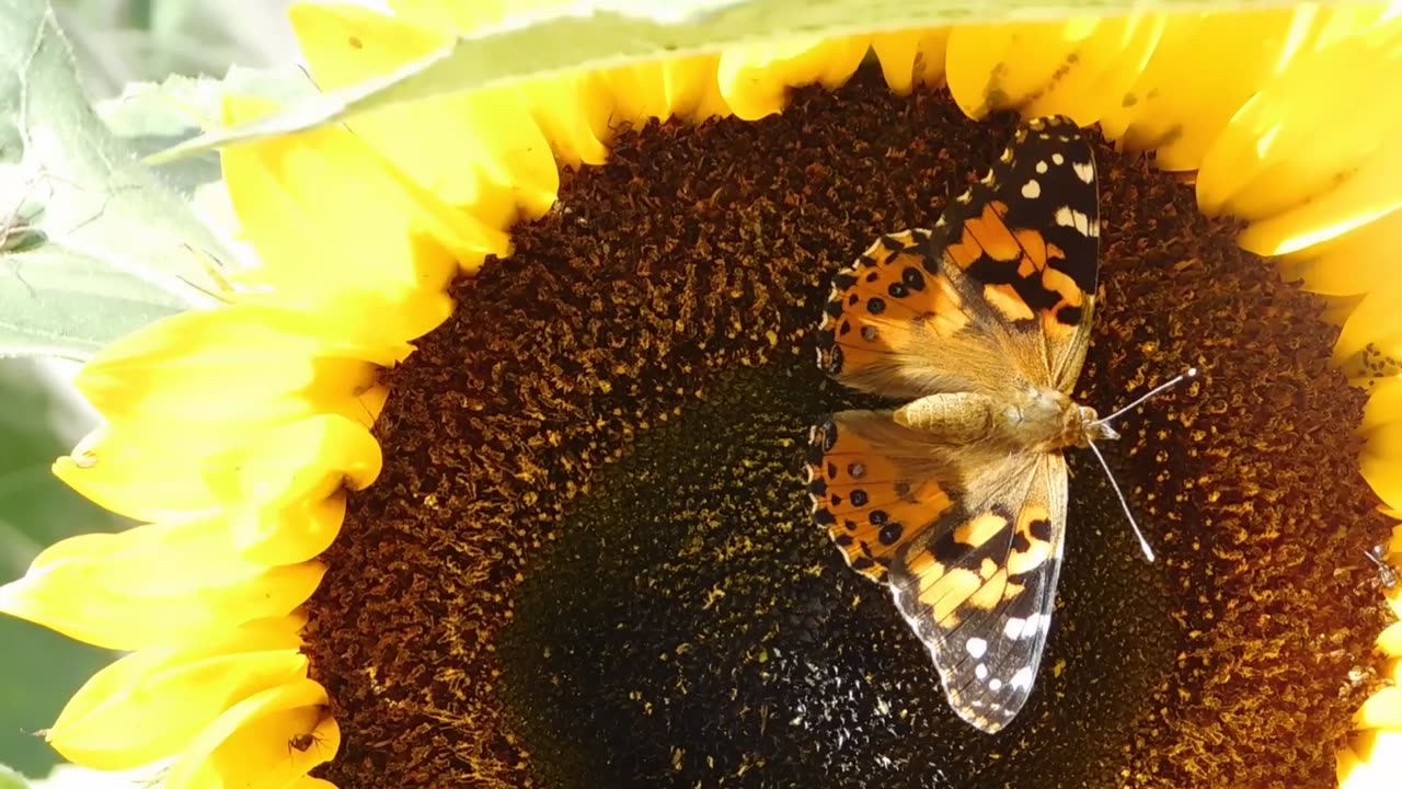 Butterfly 🦋 on Sunflower