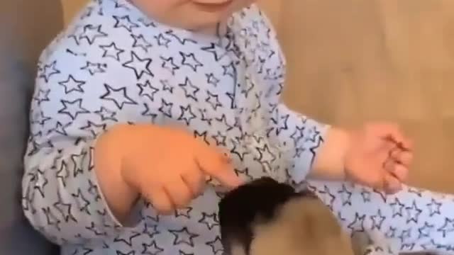 Cute little Baby Boy Playing with Pug Puppies