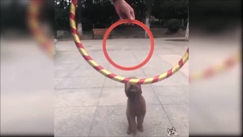 Puppy makes Incredible jumps, this is TOP 1000 Smart and precise