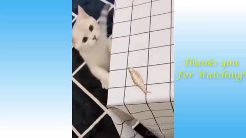 Very funny and cute cat