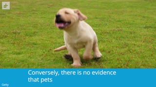 Are Pets In Danger Of Contracting COVID-19?