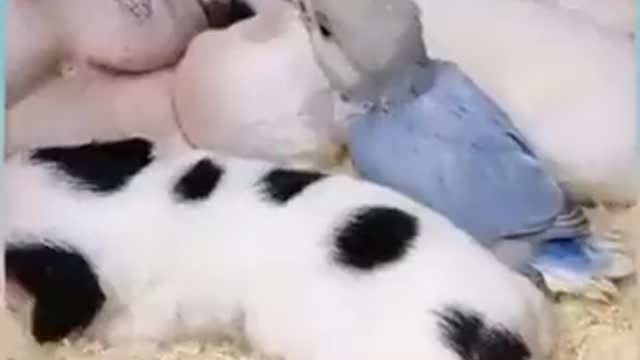 I need a mom, and a family, too!🙏