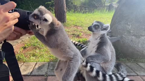 Ring-tailed lemur