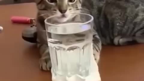 Funny animal video