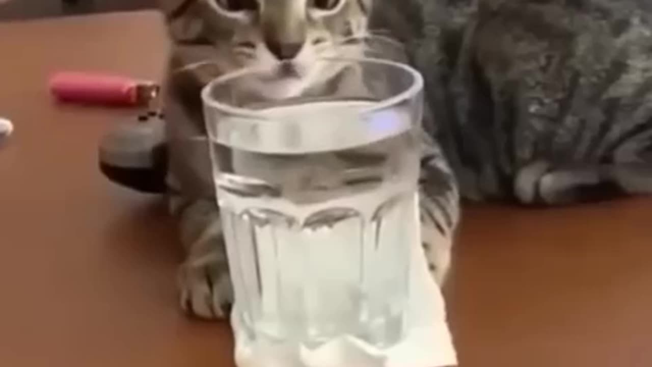 Funny animal video