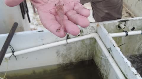 White Shrimp | Altamaha River Sportsman "Shorts"